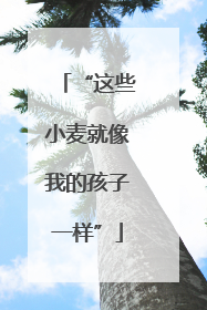 “这些小麦就像我的孩子一样”