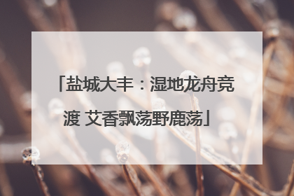 盐城大丰：湿地龙舟竞渡 艾香飘荡野鹿荡