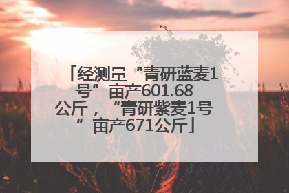 经测量“青研蓝麦1号”亩产601.68公斤，“青研紫麦1号”亩产671公斤
