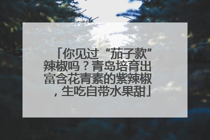 你见过“茄子款”辣椒吗？青岛培育出富含花青素的紫辣椒，生吃自带水果甜