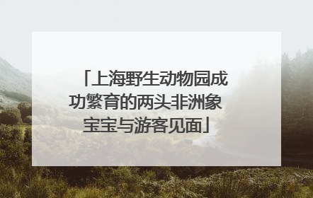 上海野生动物园成功繁育的两头非洲象宝宝与游客见面
