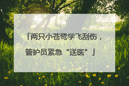 两只小苍鹭学飞刮伤，管护员紧急“送医”