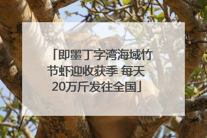 即墨丁字湾海域竹节虾迎收获季 每天20万斤发往全国