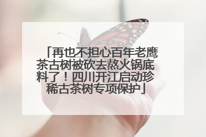 再也不担心百年老鹰茶古树被砍去熬火锅底料了！四川开江启动珍稀古茶树专项保护