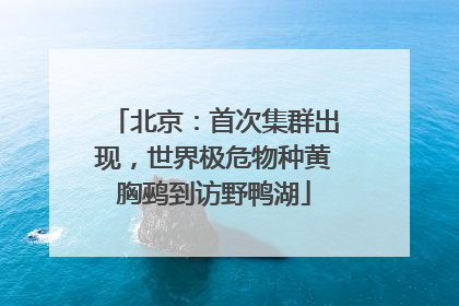 北京：首次集群出现，世界极危物种黄胸鹀到访野鸭湖