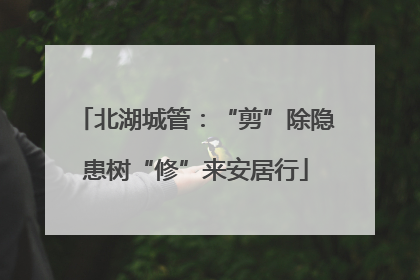 北湖城管：“剪”除隐患树“修”来安居行
