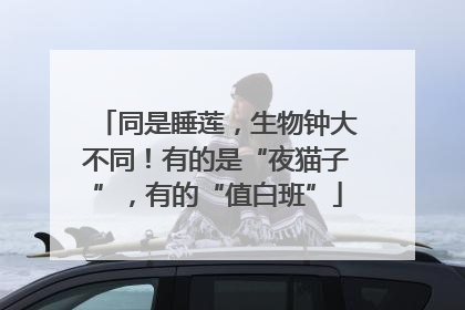 同是睡莲，生物钟大不同！有的是“夜猫子”，有的“值白班”