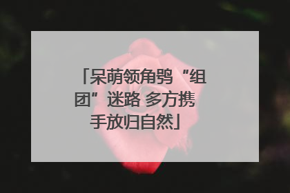 呆萌领角鸮“组团”迷路 多方携手放归自然