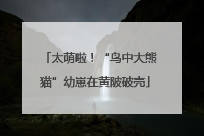 太萌啦！“鸟中大熊猫”幼崽在黄陂破壳