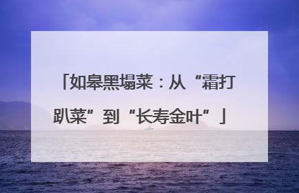 如皋黑塌菜：从“霜打趴菜”到“长寿金叶”