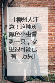 柳州人注意！这种灰黑色小虫看到一只，家里很可能已有一万只