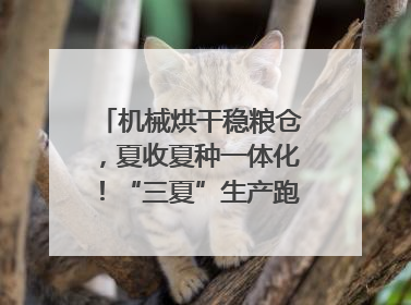 机械烘干稳粮仓，夏收夏种一体化！“三夏”生产跑出加速度｜麦报