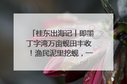 桂东出海记丨即墨丁字湾万亩蚬田丰收！渔民泥里挖蚬，一天上岸过千斤