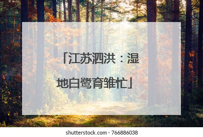江苏泗洪：湿地白鹭育雏忙