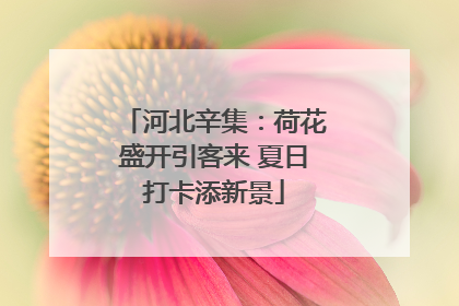 河北辛集：荷花盛开引客来 夏日打卡添新景