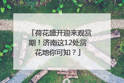 荷花盛开迎来观赏期！济南这12处赏花地你可知？