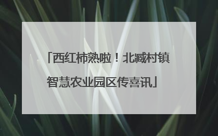 西红柿熟啦！北臧村镇智慧农业园区传喜讯
