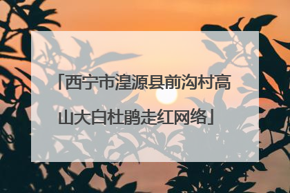 西宁市湟源县前沟村高山大白杜鹃走红网络