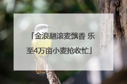 金浪翻滚麦飘香 乐至4万亩小麦抢收忙