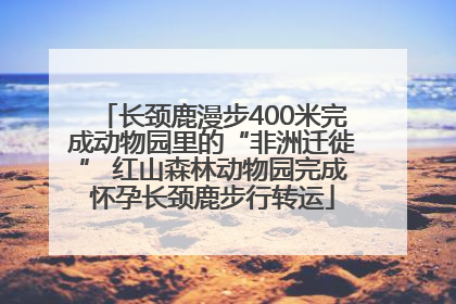 长颈鹿漫步400米完成动物园里的“非洲迁徙” 红山森林动物园完成怀孕长颈鹿步行转运