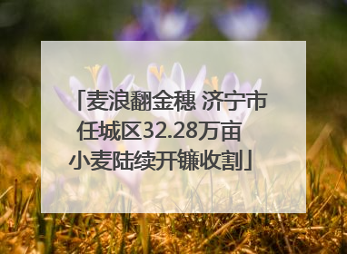 麦浪翻金穗 济宁市任城区32.28万亩小麦陆续开镰收割