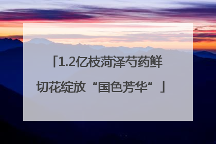 1.2亿枝菏泽芍药鲜切花绽放“国色芳华”